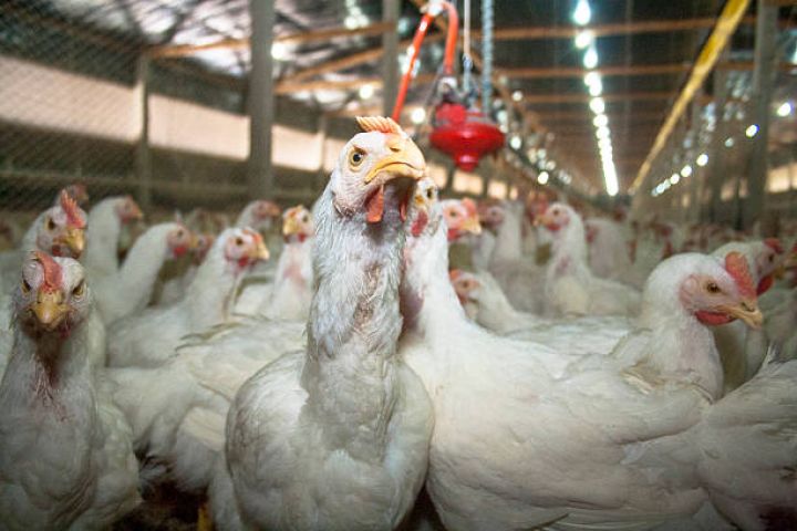 Quş qripinin Türkiyədən Azərbaycana keçməsi təhlükəsi var - MÜSAHİBƏ