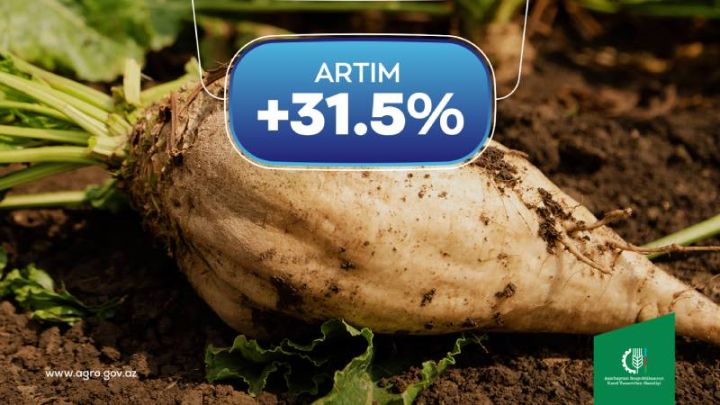 Şəkər çuğundurunun istehsaında 31,5 faiz artım qeydə alınıb