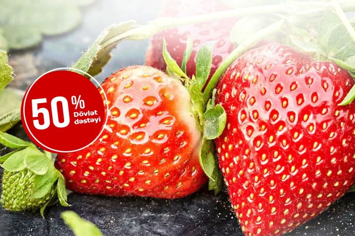 2025-ci ildə çiyələk əkinlərinin sığortalanmasına start verilib