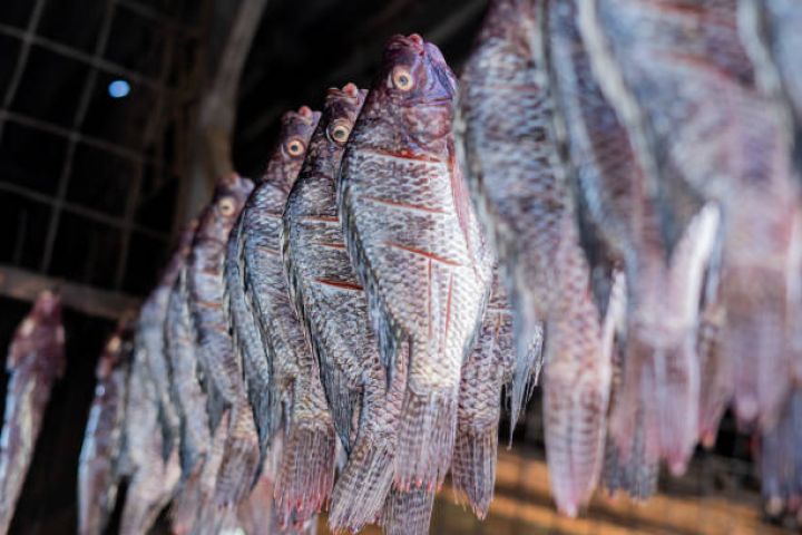 Sentyabrın 1-dən balıq ovuna icazə veriləcək