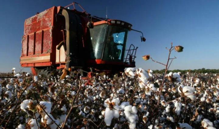 Pambıq yığımı yekun mərhələdə - İndiyədək 345 min ton xam pambıq toplanıb