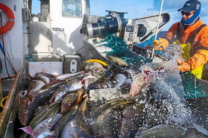 Norveç balıqlarının qiyməti rekord həddə çatıb