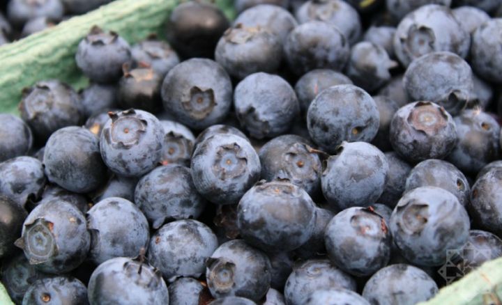 Azərbaycanda ən böyük mavigilə təsərrüfatı məhsulun 80 faizini MDB və Körfəz ölkələrinə göndərir