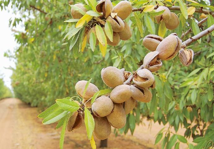 Azərbaycandan Çinə fındıq və badam ixracı üçün tədbirlər görülür