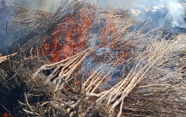 “Agro Plant” şirkətinin Türkiyədən idxal etdiyi tinglər məhv edildi