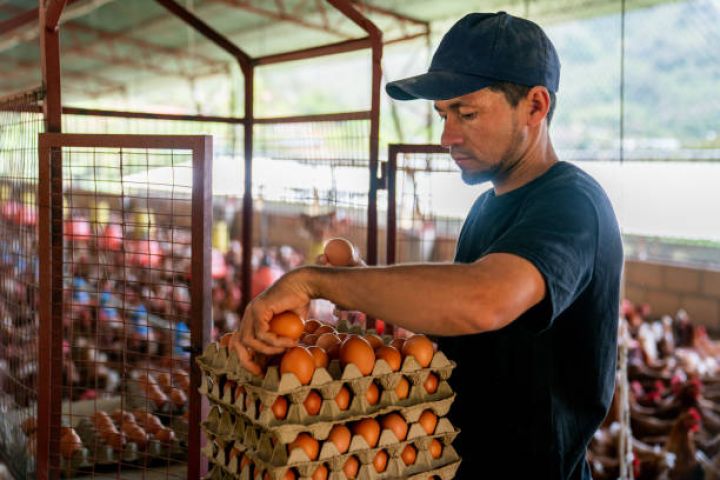 "Quşçuluq müəssisələri nə köhnə damları yeniləri ilə əvəz edə, nə müasir texnologiyaları tətbiq edə bilirlər"