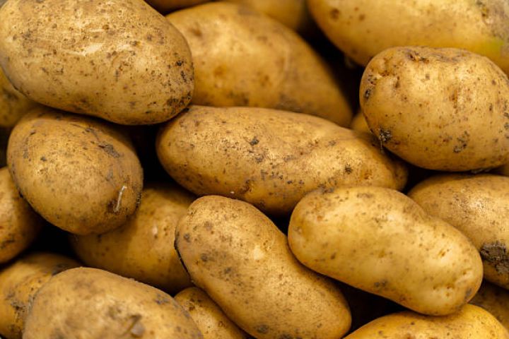 "Son illər kartofçuluqda xərclər 2 dəfəyə yaxın artıb"