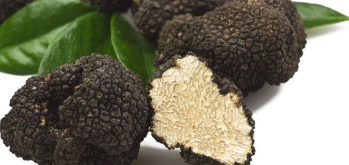 "Azərbaycan trüfel istehsalı üçün böyük potensiala malikdir"