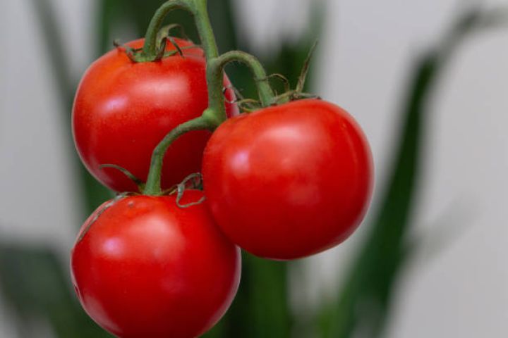 2 ay ərzində Azərbaycana 26,5 milyon dollar valyuta gəliri təmin edib