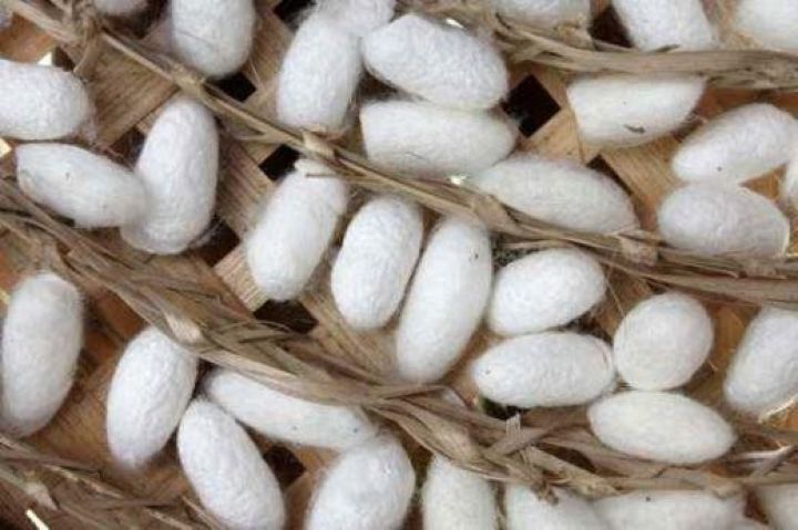 Azərbaycanın çay istehsalçısı barama da istehsal edəcək