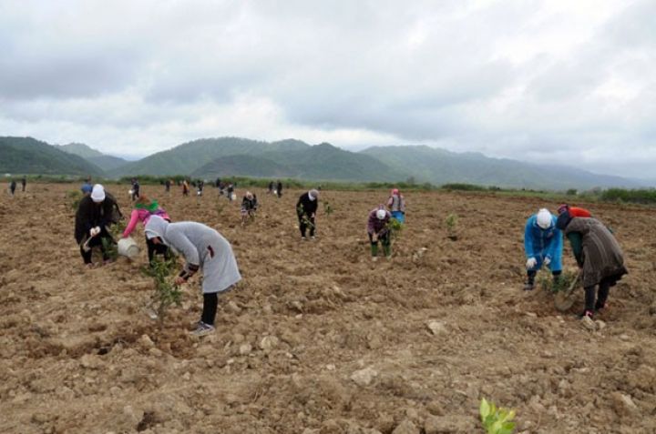 Yeni hallabong bağları salınır