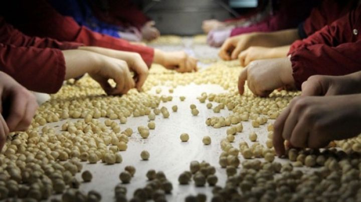 Qəbələ Fındıq Zavodunun gücü artırılacaq, yeni məhsullar istehsal ediləcək