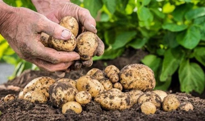 Bu şəraitdə əkilən kartof tez yetişir, qiyməti yüksək olur