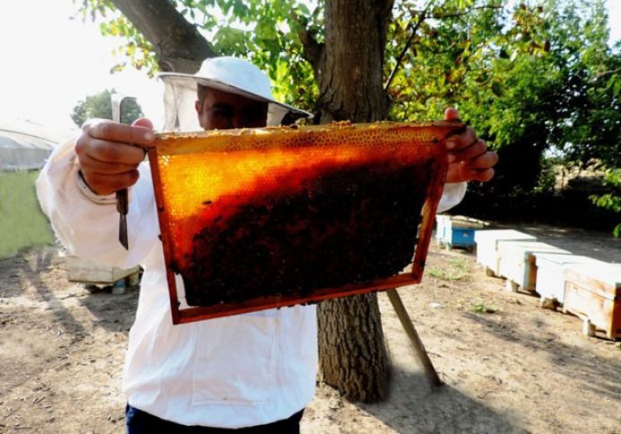 Günəbaxan əkinlərinin artması bal tədarükünü artırıb