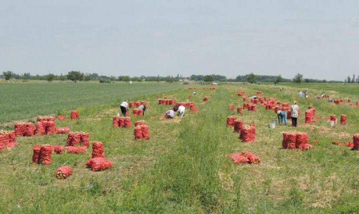 Soğan yığımına başlanılıb - YÜKSƏK MƏHSULDARLIQ