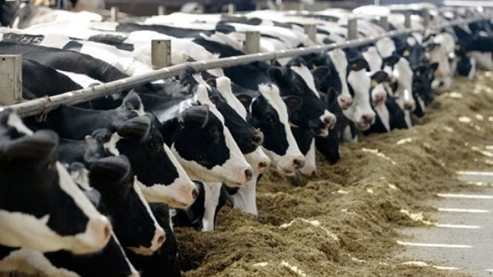 Nazirlik: Braziliyadan damazlıq heyvan alınmayıb