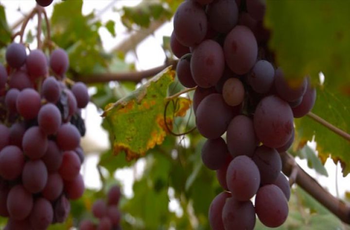 Azərbaycanın ilk üzüm istixanası