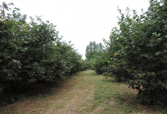 18,2 min hektar yeni fındıq bağı salınıb