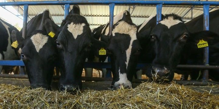 Türkiyədə saman qıtlığı yaranıb, qiymətlər kəskin yüksəlib