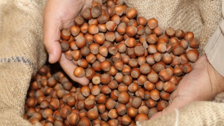 Azərbaycan fındığına böyük maraq - 100 tondan çox sifariş verdilər