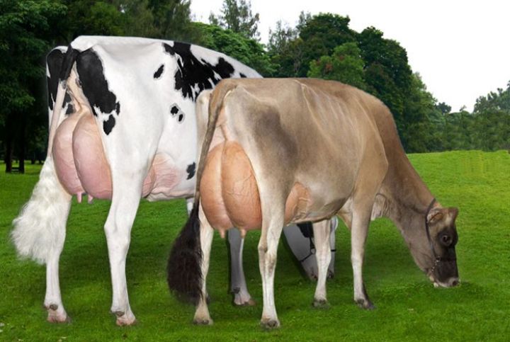 Dünyanın ən yaxşı 7 südlük inək cinsi