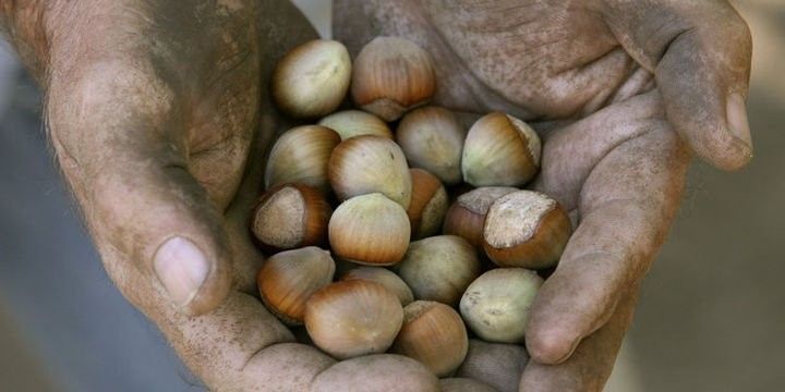 Xaçmazda fındıq ötən illə müqayisədə çoxdur