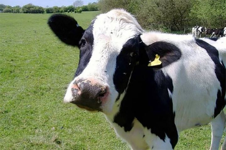 İnəklərin süd vəzilərinin qopması ilə bağlı analizlərin cavabı məlum oldu