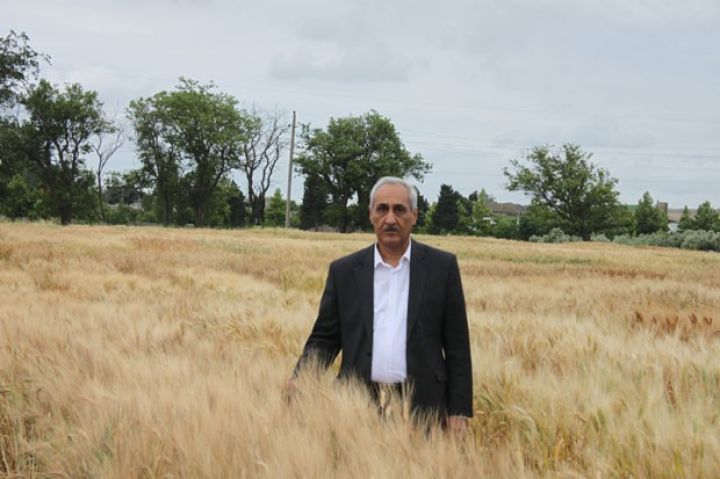 "Bərk buğdanın əsas ixracatçılarından biri ola bilərik"