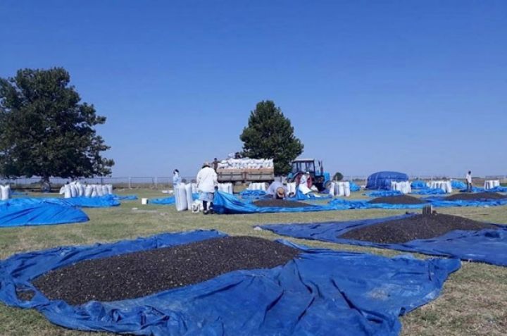 Bazarı olduğundan daha çox əkilib - 6 MİN TON YIĞILACAQ