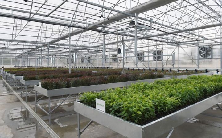 Azərbaycanda ting istehsalında yenilik 