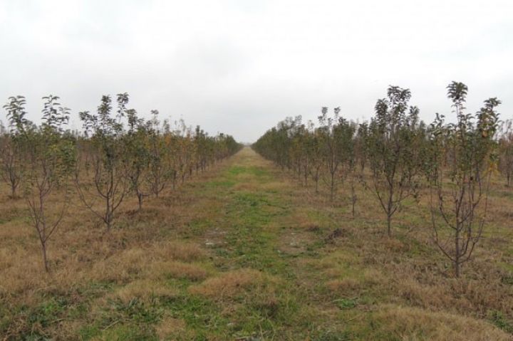 Anbarlara yığıb, qışda Rusiyaya ixrac edəcək
