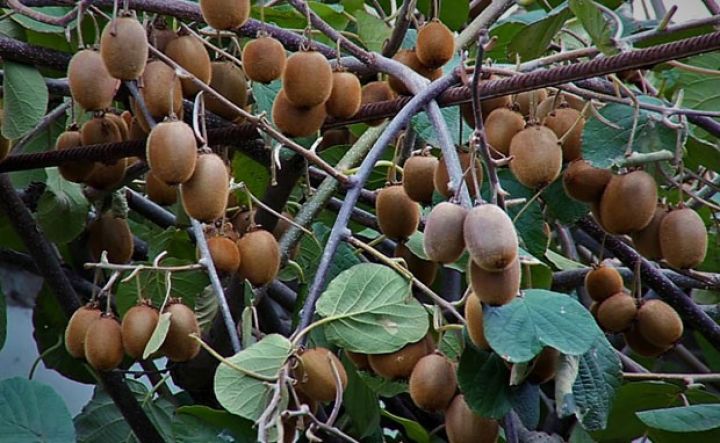 Qiymət aşağı olduğundan kivi bazara çıxarılmır