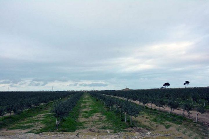 “Azbadam” 80 hektarda badam əkib