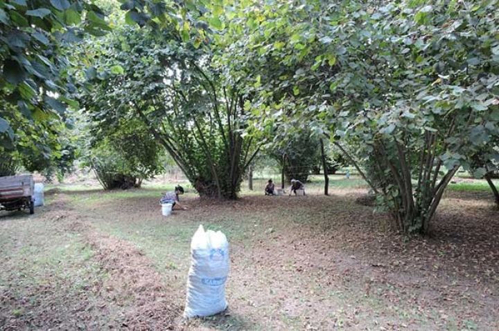 Zaqatala fındığının istehsalı kəskin artıb