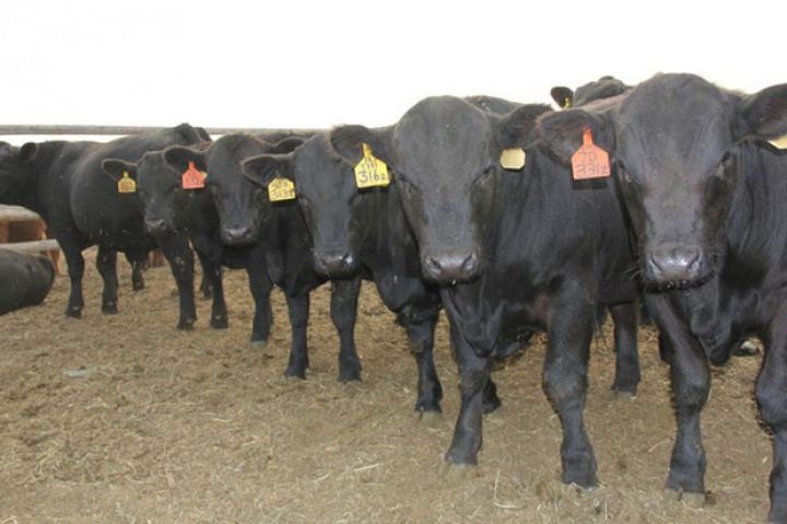 Dünya 1900 dollara alır, Azərbaycan 2200 dollara sata bilər