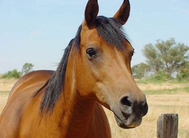 Azərbaycan Gömrük İttifaqı ölkələrinə at əti ixrac edəcək - 2 ŞİRKƏT İCAZƏ ALDI