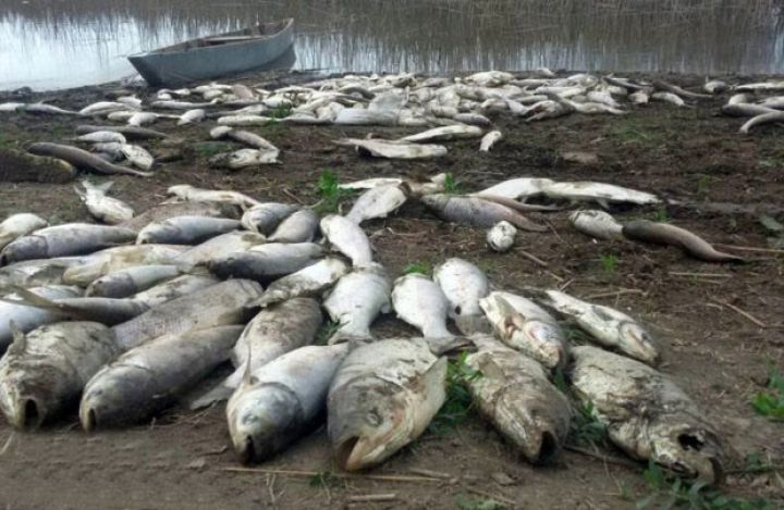 Nazirlik Xəzərdə kütləvi balıq ölümünün səbəbini açıqladı