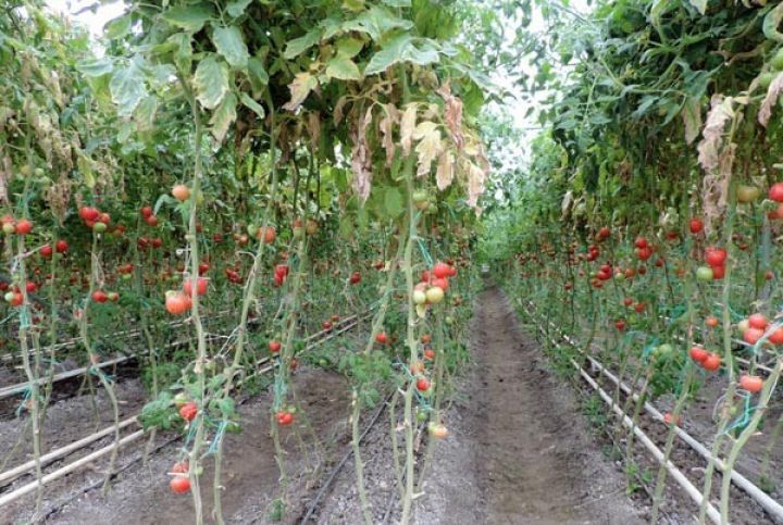 Yerdən çıxan isti sularla qızdırılacaq istixana qurulur - AZƏRBAYCANDA 