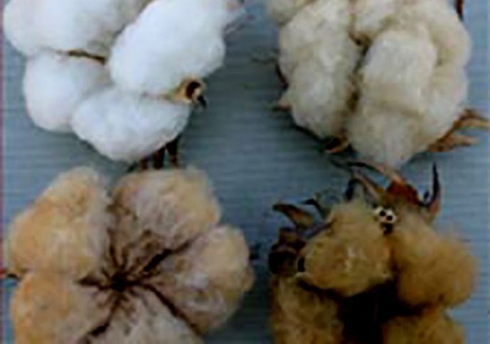 Azərbaycanda rəngli pambıq əkilib 