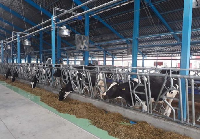 "Azza" 99 baş südlük inək aldı