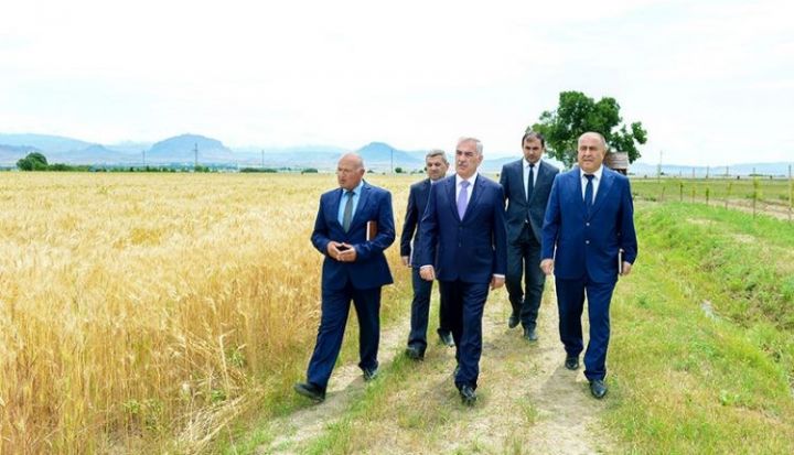 “Kəhrəba”nın toxumları fermerlərə paylanacaq