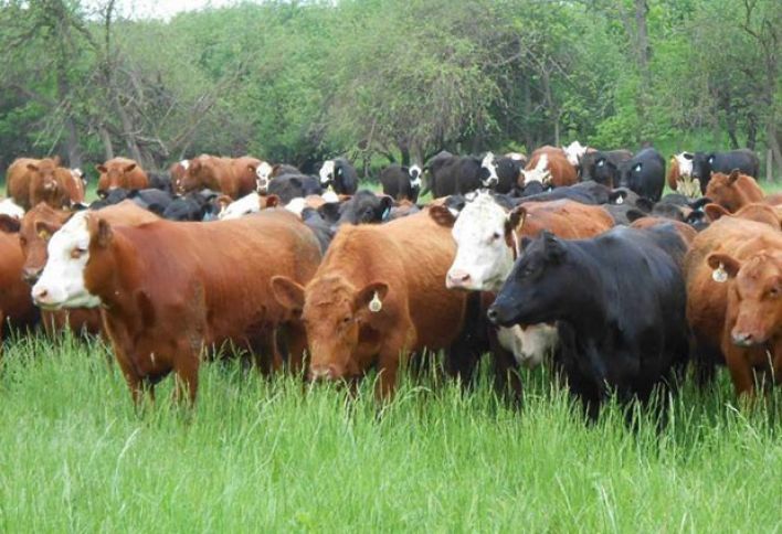 Gürcüstandan Azərbaycana daşınır - 5 DƏFƏ ARTDI