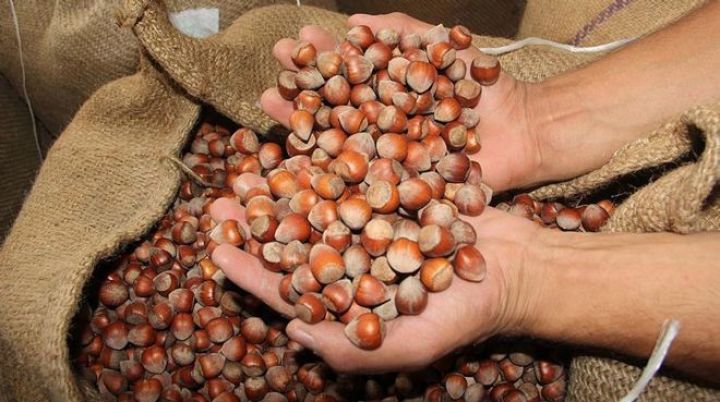 Türkiyənin fındıq ixracından gəliri azalıb