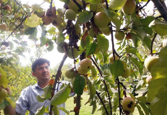 Fermerlər narahatdırlar - SATILMIR, ANBARLARA YIĞILACAQ