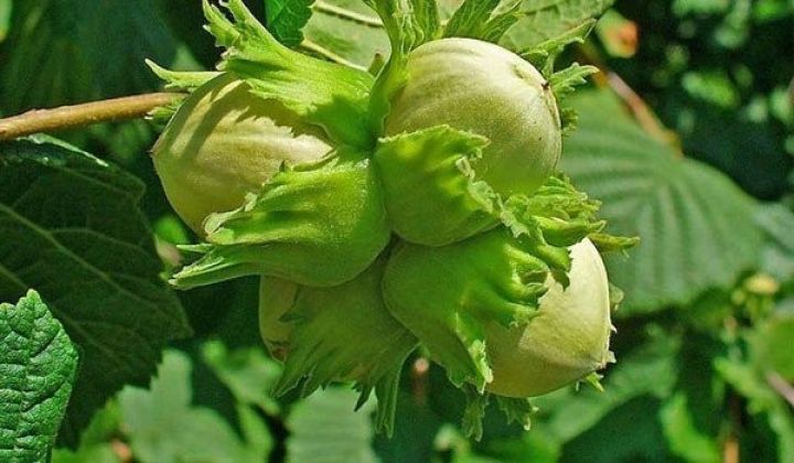 250 hektar yeni fındıq bağları salınacaq