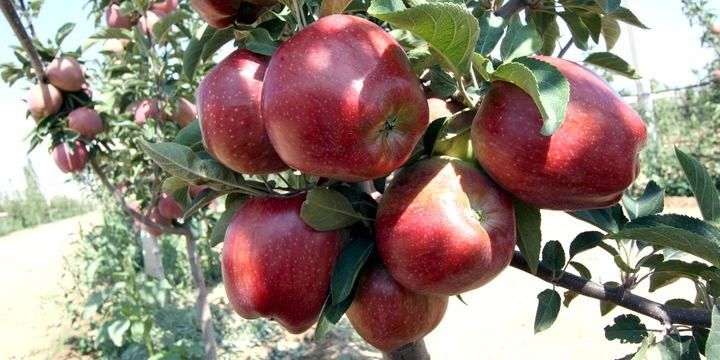 Rublun ucuzlaşması Quba almasına mənfi təsir göstərdi - VİDEO