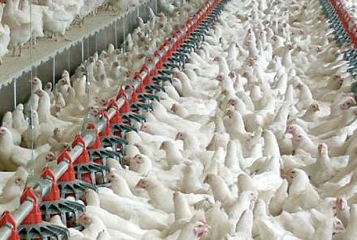 “Biləsuvar Broyler” və “Ağdaş Quşçuluq”un səhm paketləri özəlləşdirilir