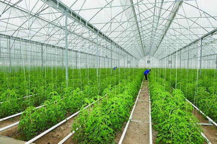 Bu rayonda 200-dən çox müasir istixana fəaliyyət göstərir