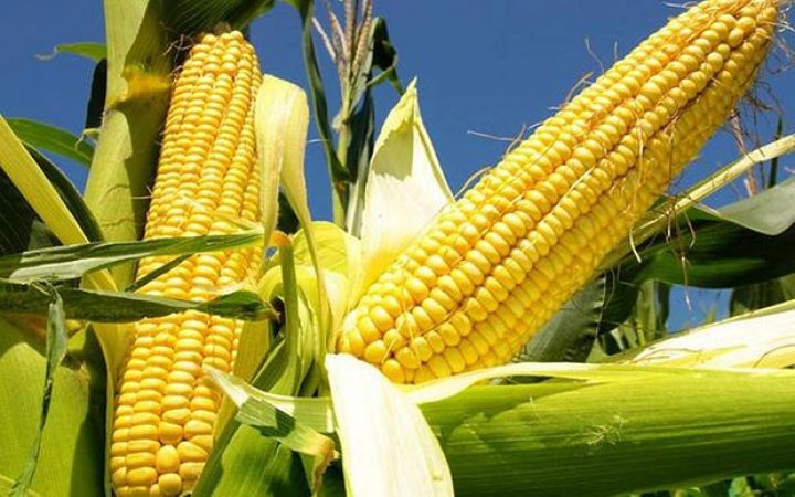 Azərbaycanda qarğıdalı və şəkərə tələbi artıracaq böyük layihə