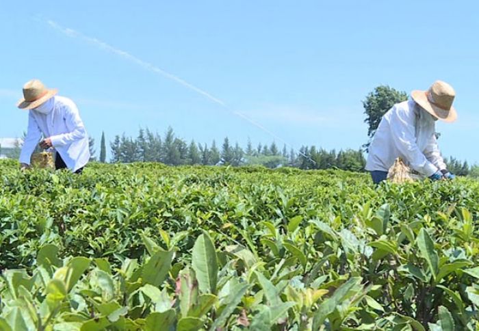 Yaşıl çay yarpağı istehsalı 900 tonu keçib